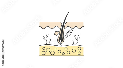 Detailed illustration of human hair follicle and skin layers.