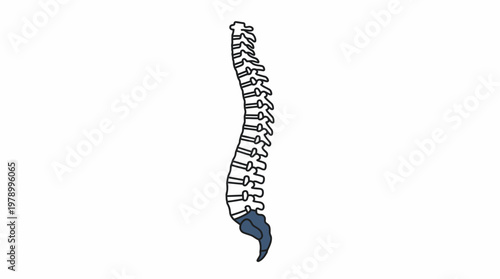 Detailed illustration of human spine anatomy with vertebrae.