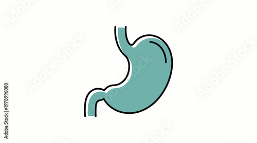 Human stomach organ illustration for medical and health concepts.