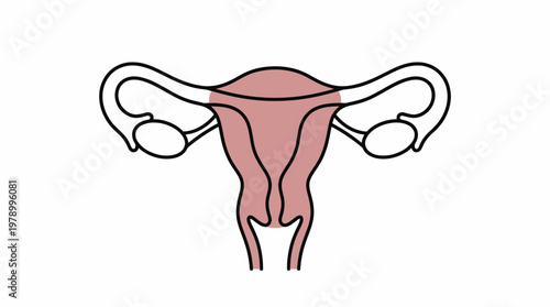 Simple Line Drawing of Female Uterus and Ovaries.