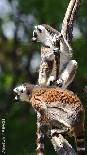 Peaceful moments of a pair of lemurs catta observing their natural habitat