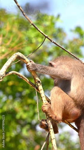 Young Hamadryas baboon (Papio hamadryas) climbing on a tree branch with a natural green background