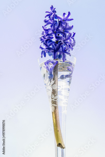 blue violet hyacinth with broken stem in a narrow container with reflection and blue sky