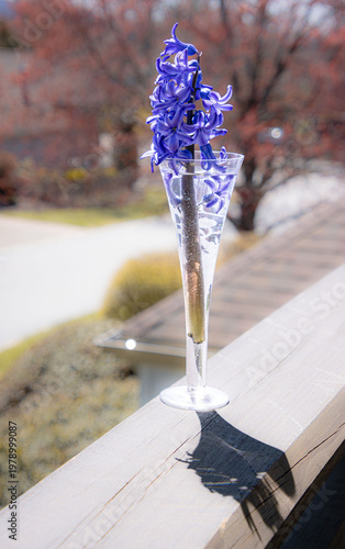 blue violet purple hyacinth with broken stem in a narrow container with reflection and residential street in background