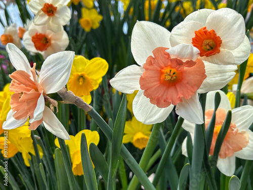 White and yellow Daffodils