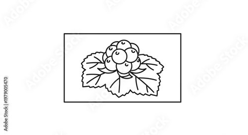 Cloudberry illustration, hand-drawn outline of a ripe berry with leaves on white background