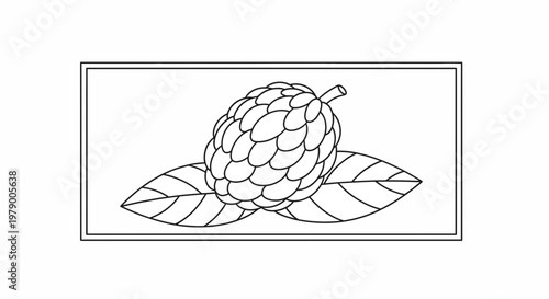 Custard Apple Fruit, Annona Squamosa, Black and White Outline Drawing, Vector Illustration