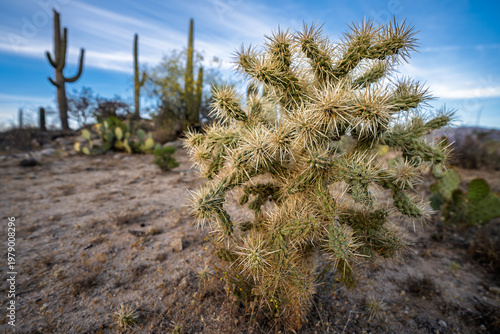 Cuadro en lienzo teddy bear cholla with saguaro in the background in Tucson Arizona