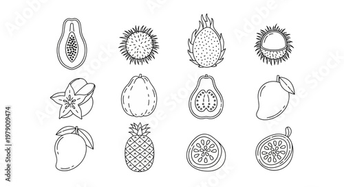 Outline vector collection of tropical fruits like papaya, mango, dragon fruit, and pineapple, suitable for healthy eating themes, culinary concepts, and refreshing beverage branding.