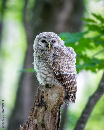 Tableau sur toile Barred owlet branching