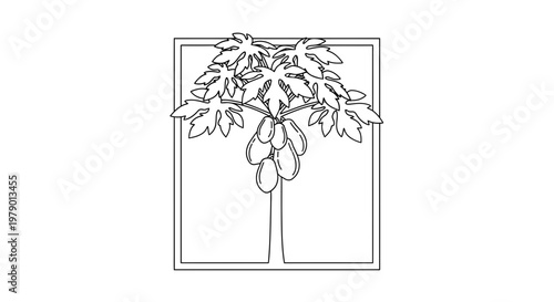 Papaya Tree with Fruits Line Art Illustration