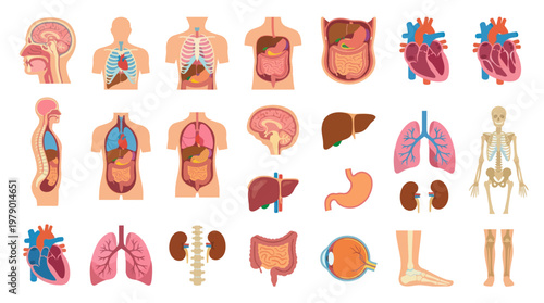 Medical Human Anatomy Flat Design Vector Set: Organs, Skeleton, and Body Systems