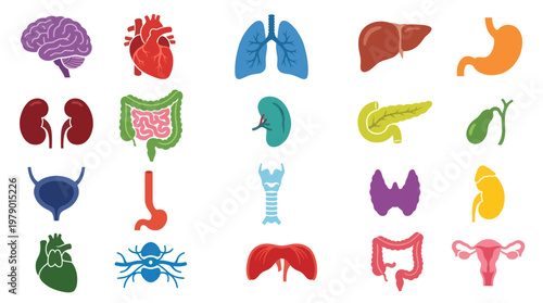 Medical Icons: Flat Vector Illustrations of Human Organs for Health