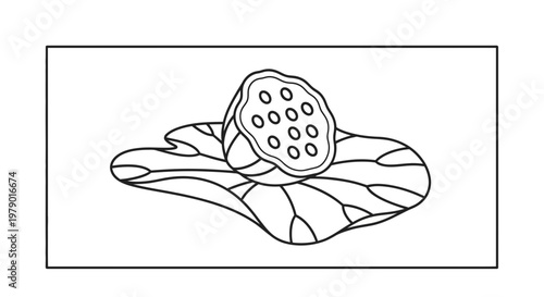 Lotus Seed Pod Outline on Leaf, Botanical Illustration