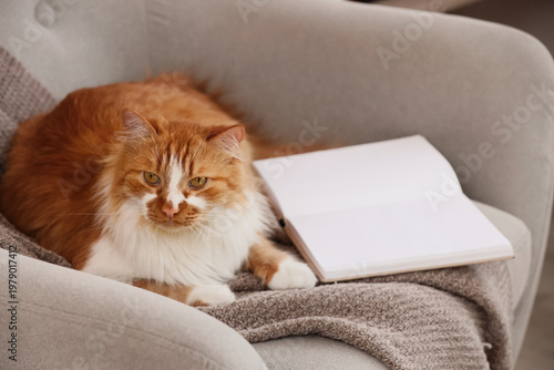 Cute red cat with book and ...