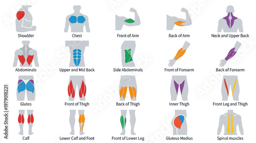 Fitness Anatomy: Flat Vector Illustration of Human Muscle Groups for Training  Education