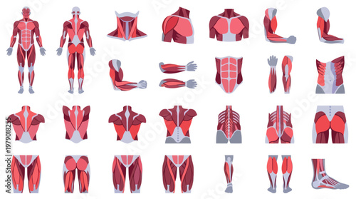 Medical Anatomy Human Muscular System Flat Vector Illustrations Set