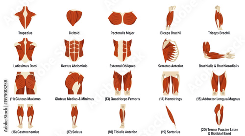 Medical Anatomy Human Muscular System Flat Vector Illustration