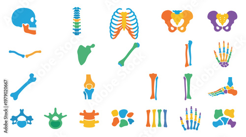Medical Anatomy Flat Vector Icons: Colorful Human Bones  Skeletal System Set