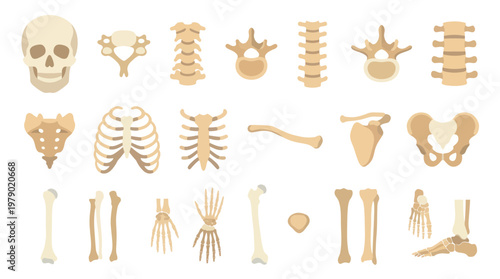 Medical Human Skeleton Bones Flat Design Icons Set. Anatomy Parts Collection
