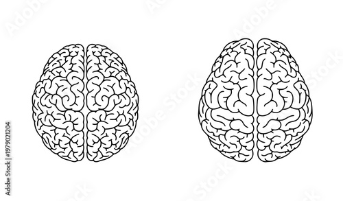 Minimal line art human brain illustrations with cortex detail and hemisphere structure vector set