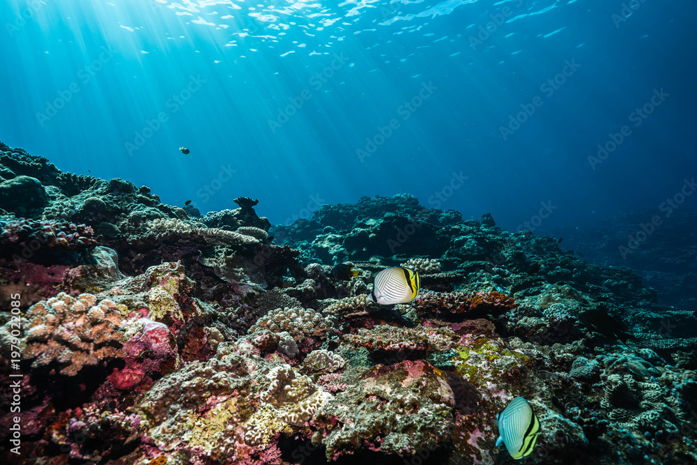Fototapeta premium Colorful Marine Life on Sunlit Coral Reef