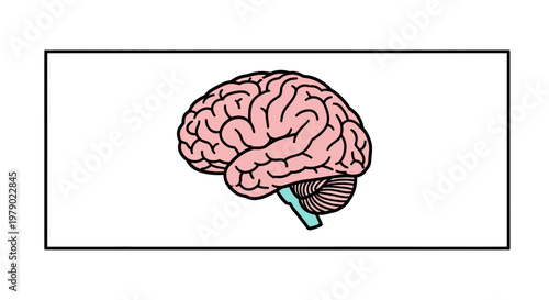 Pink Human Brain Anatomy Illustration, Cerebrum and Cerebellum, Medical Science Concept