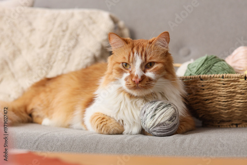 Cute fluffy cat with knitti...
