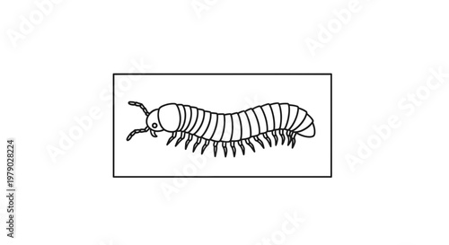Millipede Illustration: Detailed Line Art of a Multi-Legged Arthropod