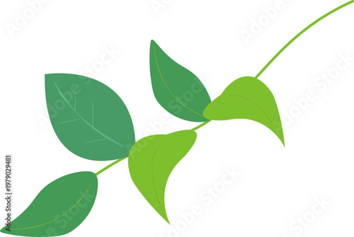 나뭇잎 줄기가 있는 식물