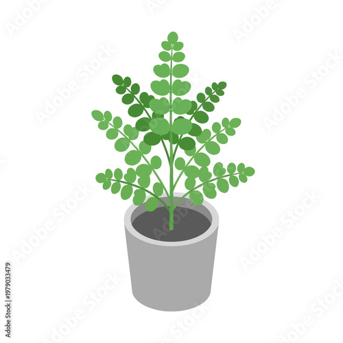 A potted green plant with small leaves.