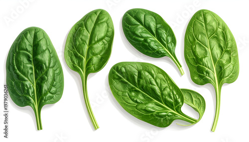 A close-up shot showcases several vibrant green spinach leaves arranged against a clean white background, highlighting their texture and natural beauty.