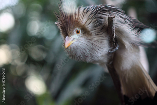 This image features a Guira cuckoo (Guira guira), a gregarious bird native to open and semi-open habitats in South America. 