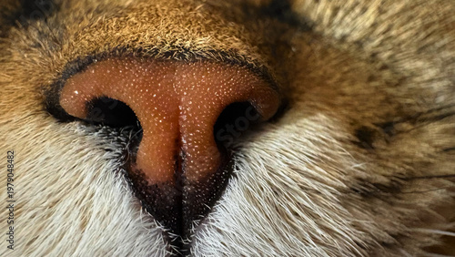 Scottish Straight cat of the Tabby color (Felis catus). Extreme close-up of a wet pink-brown nose and fluffy fur of a cat's muzzle.