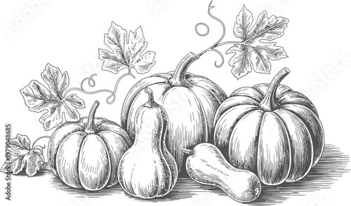 Assorted pumpkins and gourds vintage engraving illustration on checkered background.