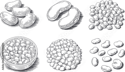 Collection of beans and lentils hand drawn vintage illustration etching style.