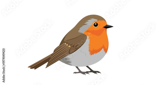 European Robin Bird Species Portrait.