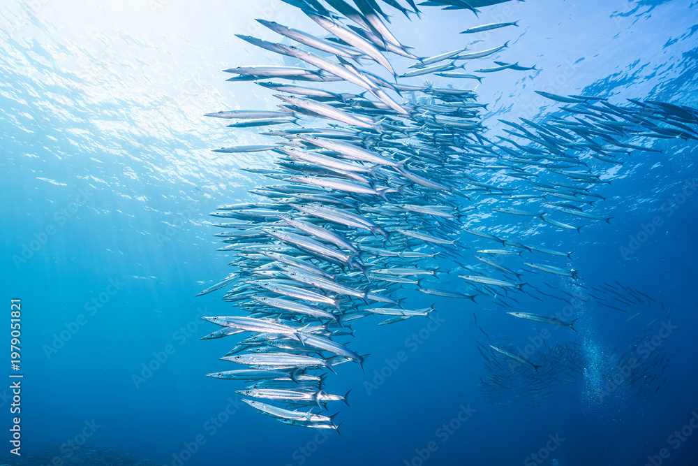 Fototapeta premium Underwater marine life with schooling barracuda
