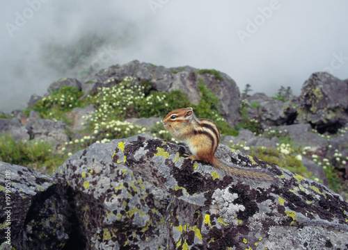 イソツツジの群落とエゾシマリス（北海道・鹿追町）
