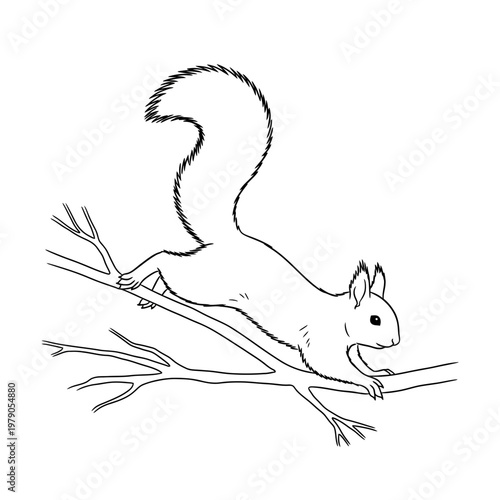 Line art drawing of a squirrel on a tree branch