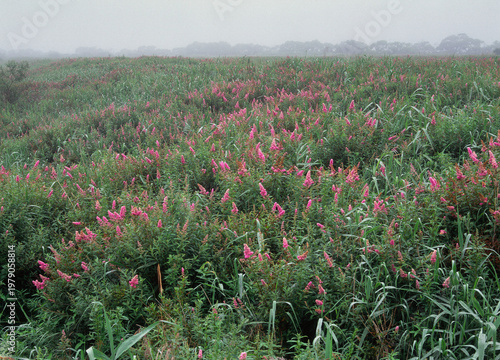 ホザキシモツケの群落（北海道・釧路市）
