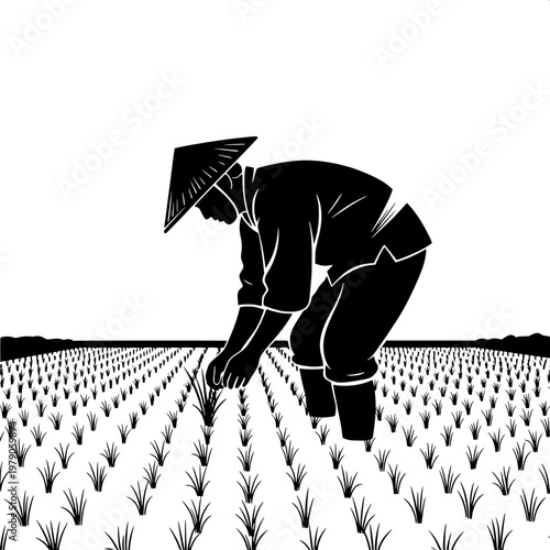 Farmer planting rice seedlings in traditional conical hat in paddy field at sunrise