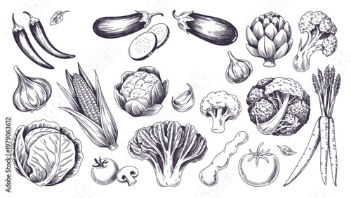 Diverse collection of microscopic foraminifera fossil shells from geological samples Vector