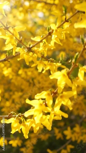 A close up view of bright yellow spring flowers blooming on a branch in the warm sunlight