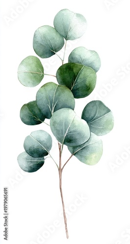 Watercolor depiction of a eucalyptus stem with round, muted green leaves on a white background