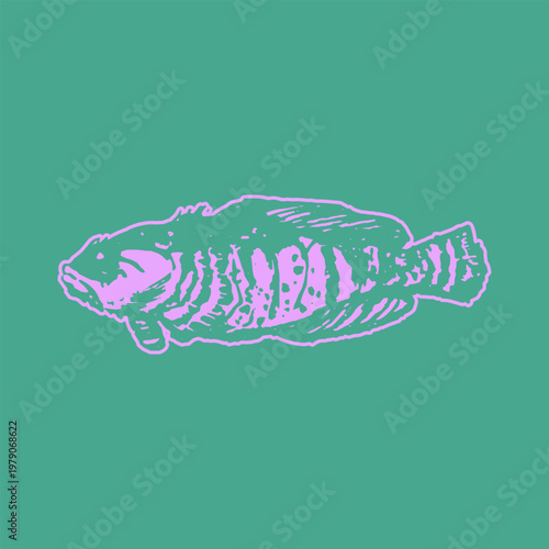 Handdrawn Carolina saltwater fish Doodle Illustration Fresh Sketch Style