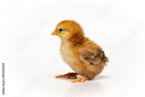 Cute baby chick isolated on white background, spring and new life concept