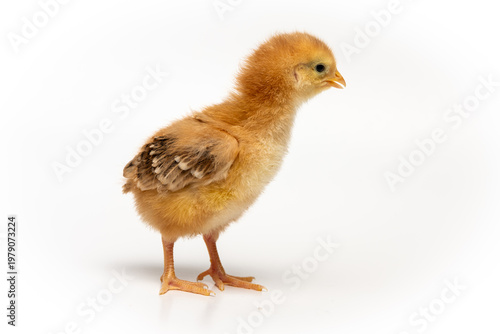 Cute baby chick isolated on white background, spring and new life concept