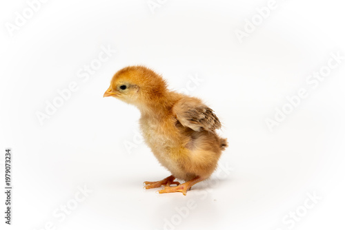 Cute baby chick isolated on white background, spring and new life concept
