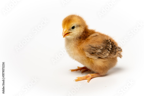 Cute baby chick isolated on white background, spring and new life concept